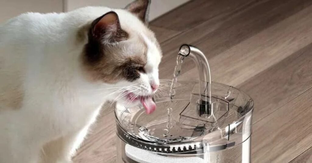 Bebedouro para Gatos