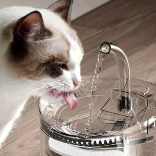 Bebedouro para Gatos: Saiba Tudo Antes de Comprar !