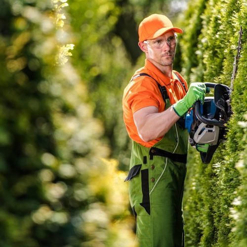 Cerca viva sem segredos: escolha as melhores ferramentas e turbine o jardim