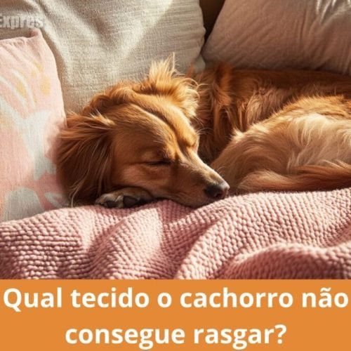 Descubra o tecido que seu cachorro não rasga e proteja seus móveis